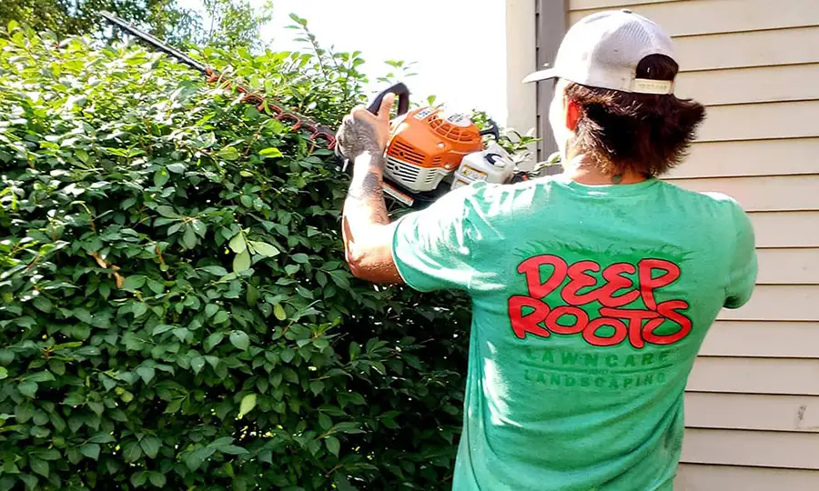 Deep Roots Lawn Care and Landscaping employee trimming hedges - Chatham, IL